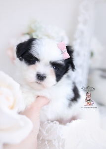 black and white shih tzu puppies