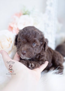 chocolate toy poodle