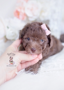 chocolate poodle teacups