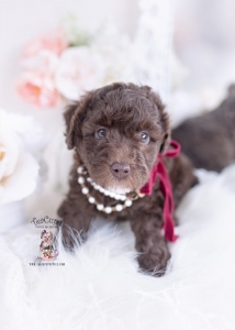 chocolate poodle puppy