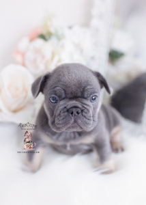 blue tan french bulldog puppy