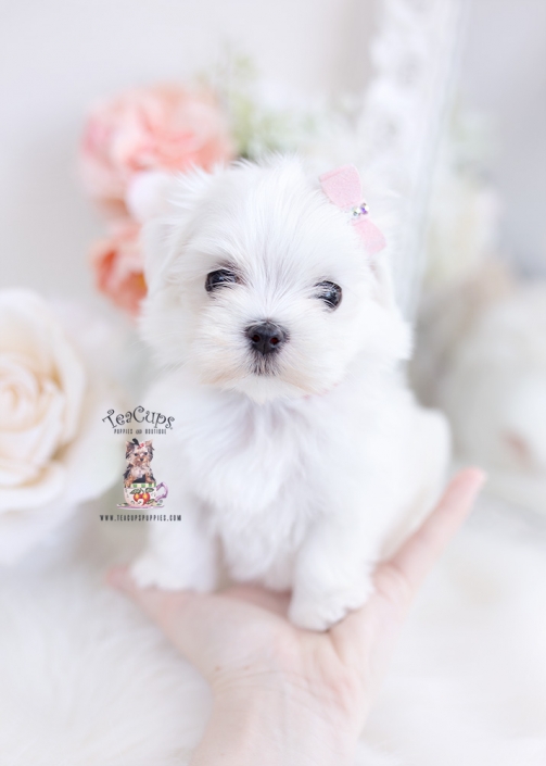 Teacup and Toy Maltese Puppies | Teacup 