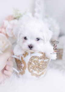 tiny maltese teacup