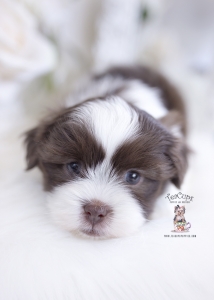 chocolate shih tzu puppy