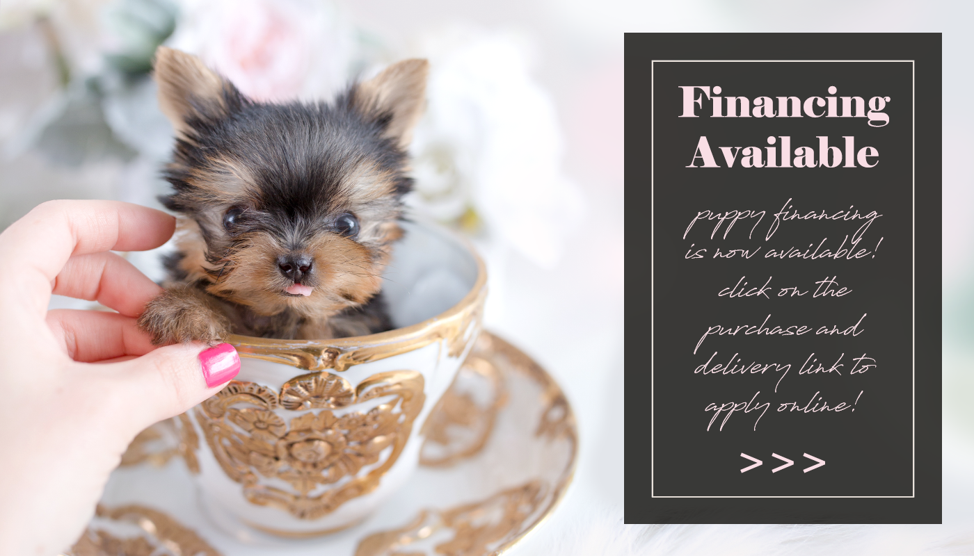 teacup puppies for free