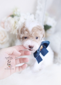 apricot parti toy poodle puppy