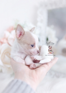 tiny chihuahua teacup puppies