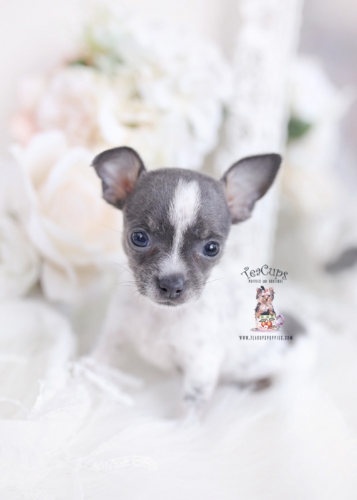 Featured image of post Apple Head Chihuahua Puppies For Sale - Starter gift kit is included in price.