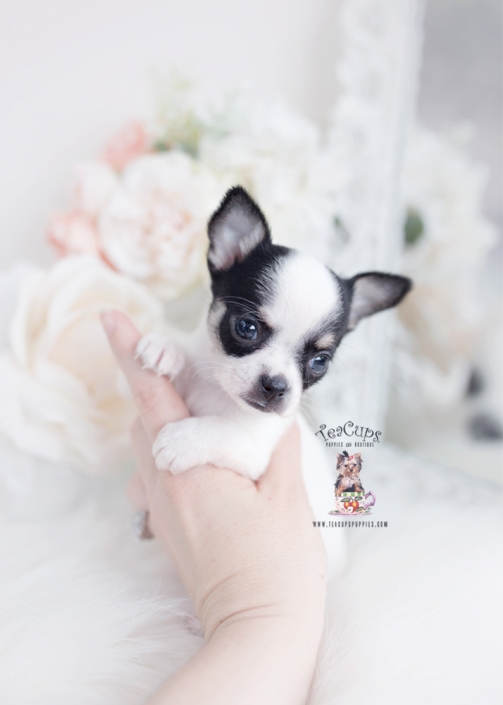 tiny chihuahua puppy