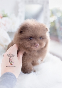 chocolate pomeranian puppy