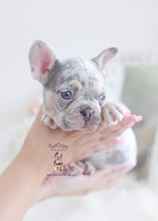 cheap frenchies for sale near me