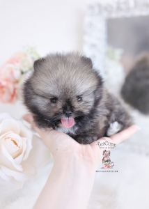 micro teacup pomeranians