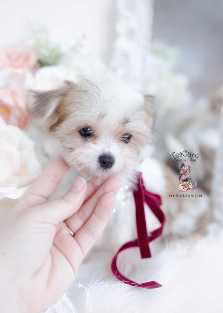 Morkie-puppy-for-sale-teacup-puppies-258-b | Teacup Puppies & Boutique