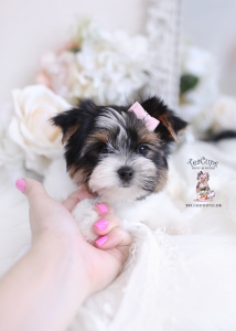 parti yorkie puppy