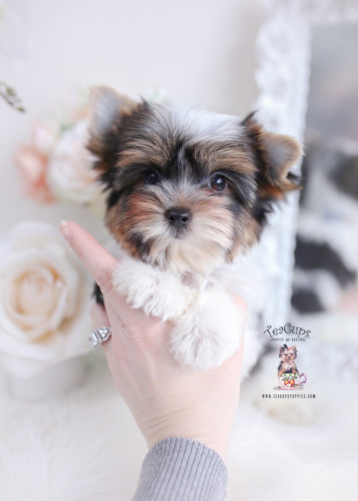 Parti Yorkie Puppy For Sale Teacup Puppy 045 