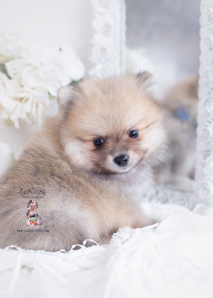 Pomeranian-puppy-teacup-puppies-for-sale-232-b | Teacup Puppies & Boutique