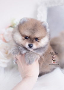 wolf sable pomeranian breeder