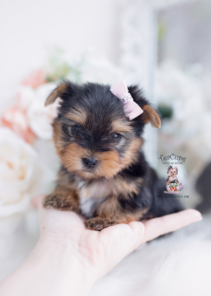 teacup yorkie teddy bear