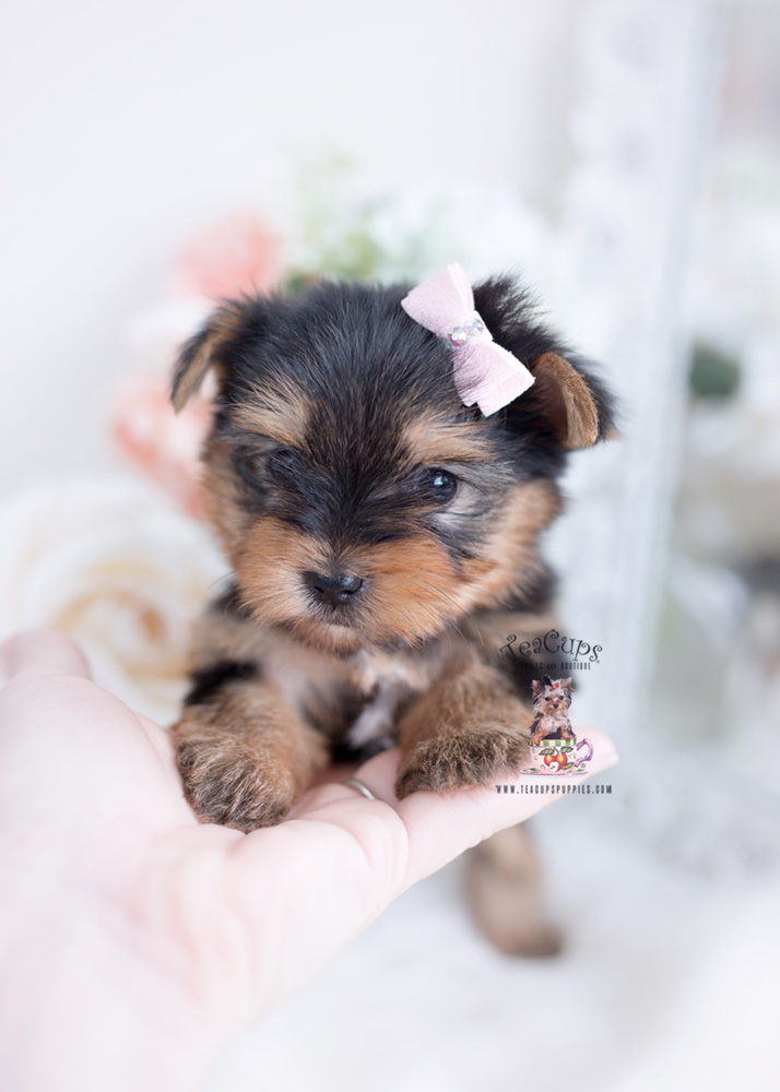 teddy bear yorkie puppy cut