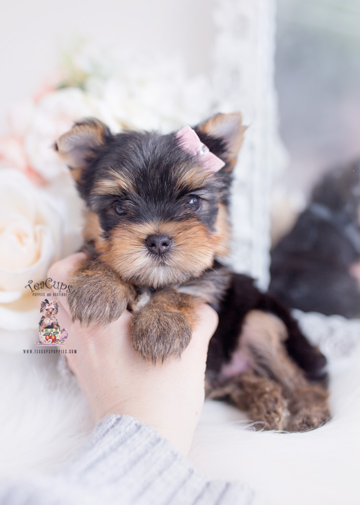 teacup yorkie teddy bear