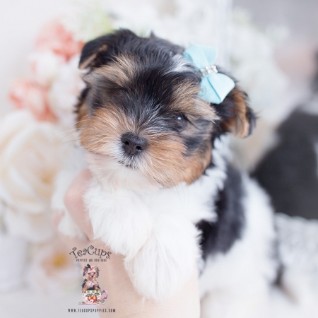 Biewer Terrier Puppies For Sale by TeaCups, Puppies & Boutique | Teacup ...