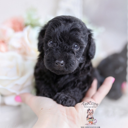 Apricot Poodles For Sale | Teacup Puppies & Boutique