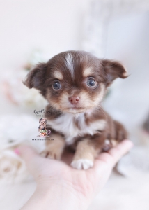 chocolate long haired chihuahua