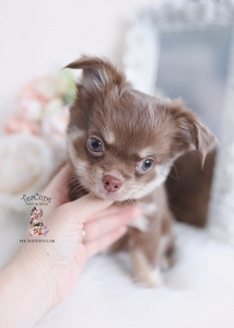 chocolate long haired chihuahua