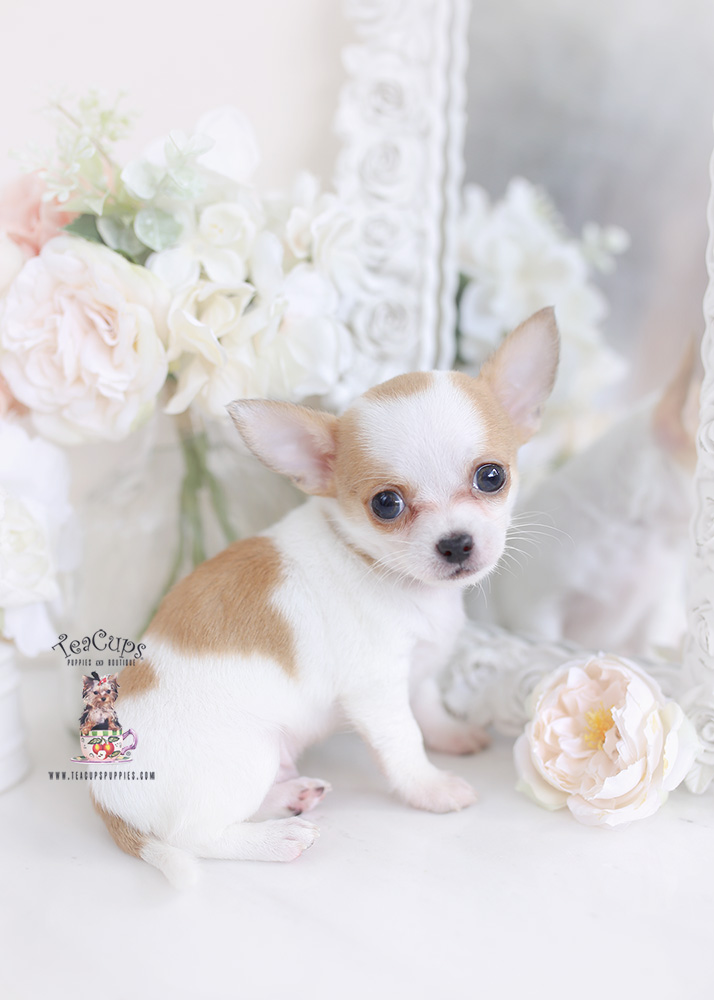 Chihuahua-puppy-for-sale-teacups-puppies-376 | Teacup Puppies & Boutique