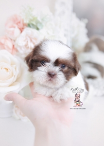 shih tzu puppy