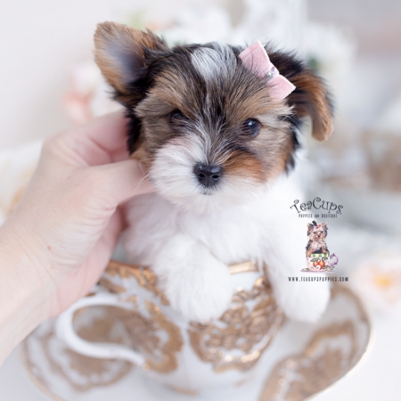 Biewer Terrier Puppies For Sale by TeaCups, Puppies & Boutique | Teacup ...