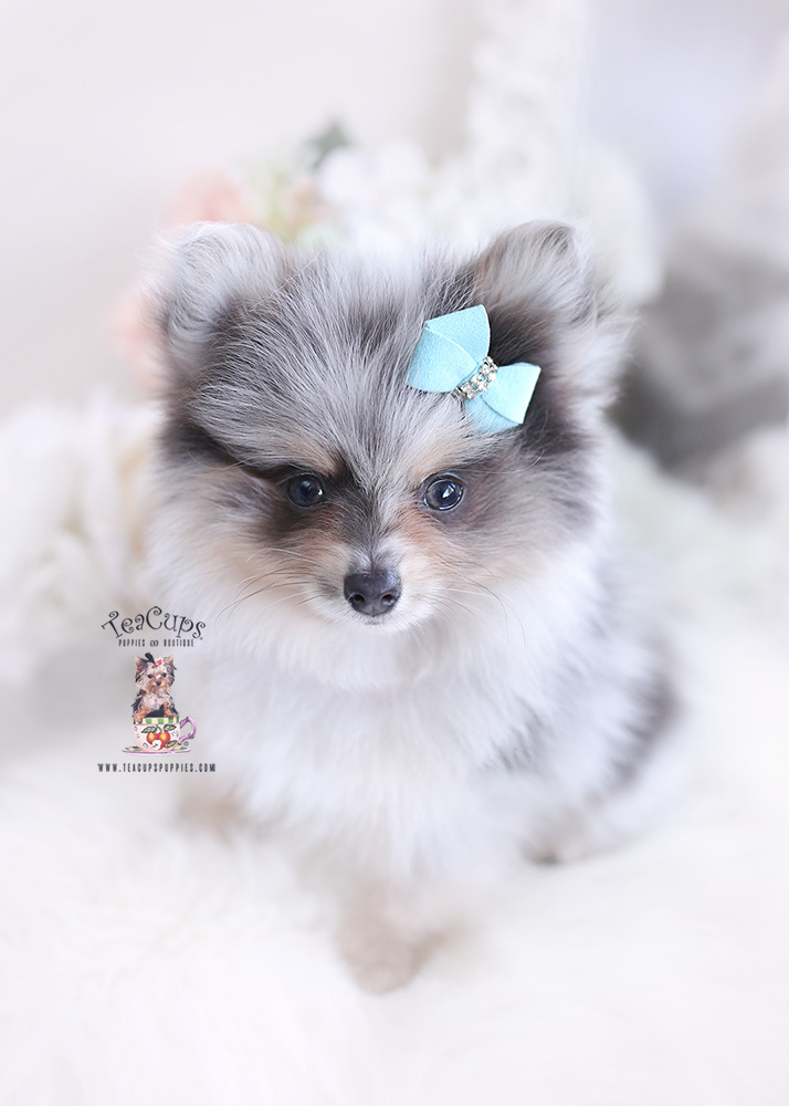 South Florida Pomeranian Puppies | Teacup Puppies & Boutique