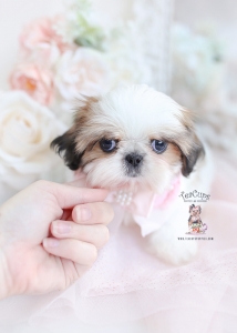 shih-tzu-puppy-for-sale-teacup-puppies-444-a | Teacup Puppies & Boutique