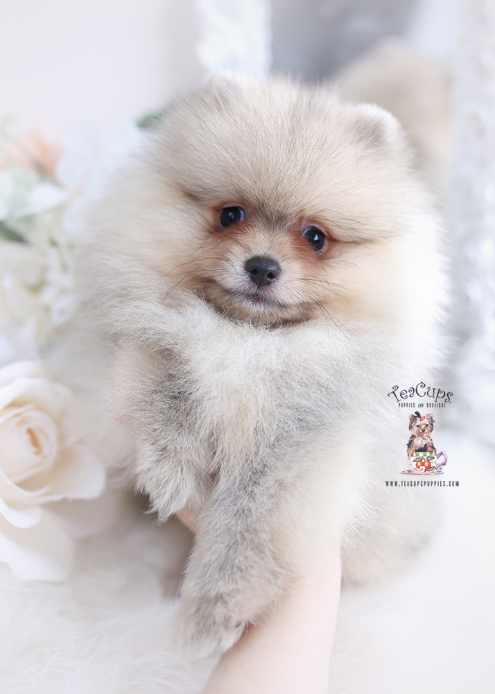 pomeranian-puppy-466-a | Teacup Puppies & Boutique