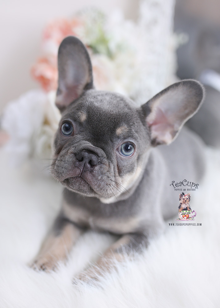 frenchie-518-a | Teacup Puppies & Boutique