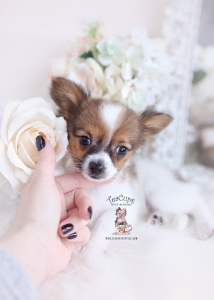 papillon puppy