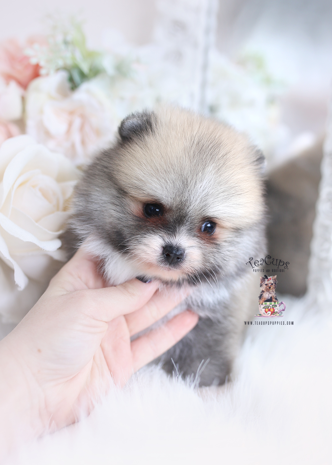 pomeranian-531-puppy-for-sale-a | Teacup Puppies & Boutique