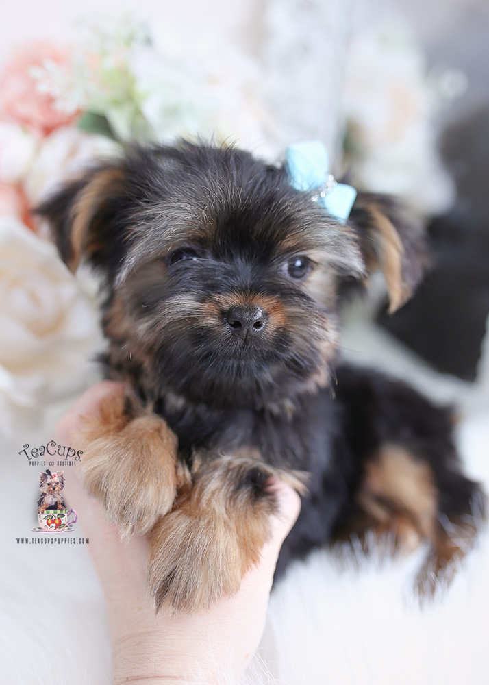 The Cutest Little Shih Tzu Puppies for Sale | Teacup Puppies & Boutique