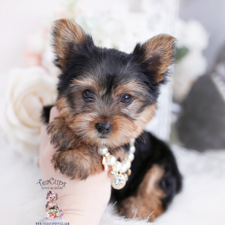 Chocolate Yorkie Puppy | Teacup Puppies & Boutique