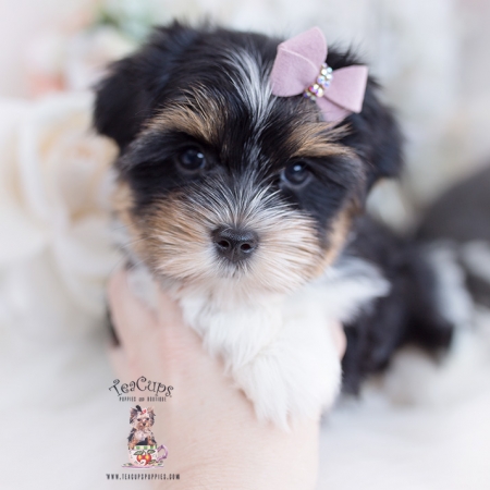 Biewer Yorkie #599 | Teacup Puppies & Boutique