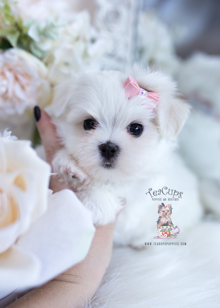 Shih Tzu Puppies South Florida | Teacup Puppies & Boutique