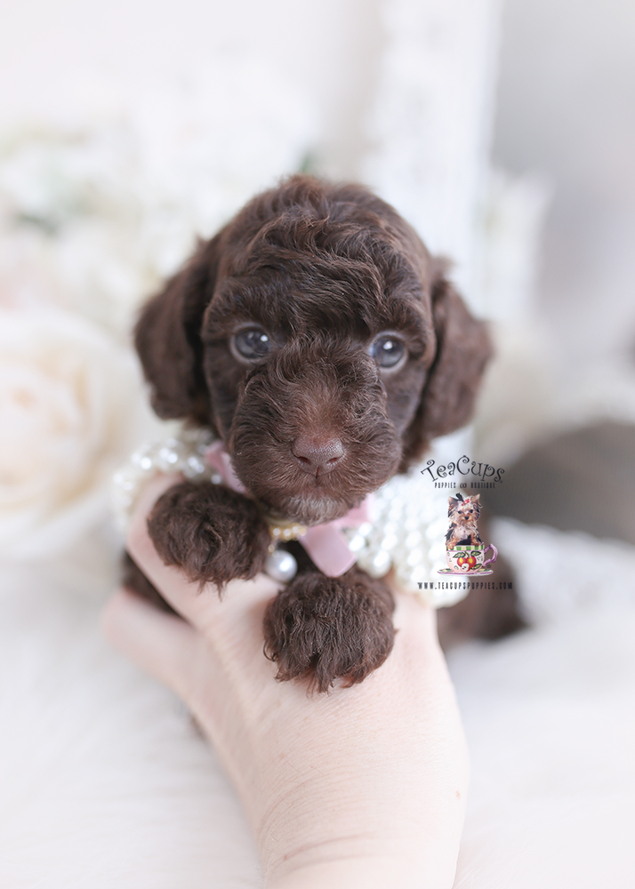 Chocolate Poodle Puppy 018 A Teacup Puppies And Boutique