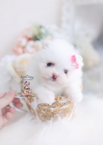 pomeranian teacup puppies miami