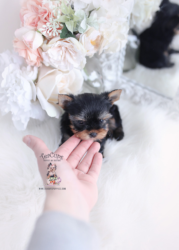 Miami Teacup Yorkie Breeder Teacup Puppies And Boutique