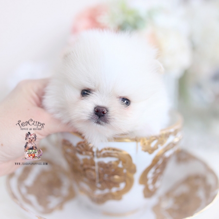 Chihuahua Teacup Puppies | Teacup Puppies & Boutique