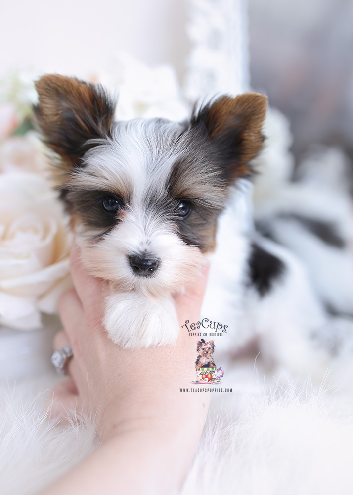 Biewer Terrier #052 | Teacup Puppies & Boutique