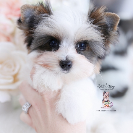 Biewer Terrier Puppies For Sale by TeaCups, Puppies & Boutique | Teacup ...