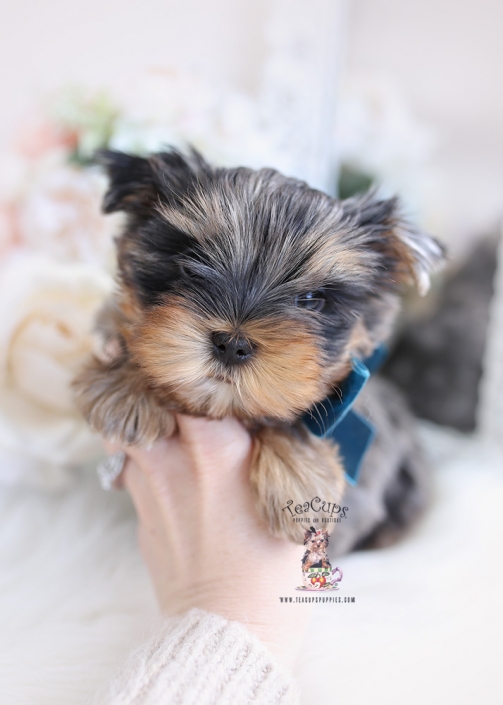 Toy Or Teacup Yorkies For Sale Teacup Puppies Boutique