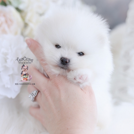 Tiny Teacup Pomeranian Puppies | Teacup Puppies & Boutique