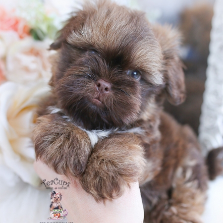 shih tzu